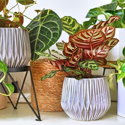 indoor plants for your desk